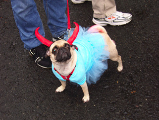 2004 BPC Halloween Dog Parade